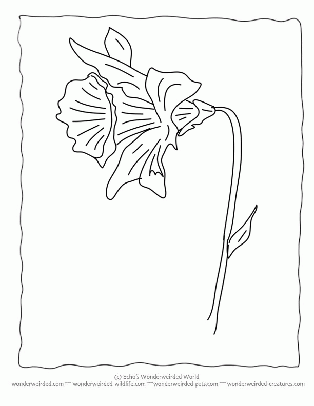 Plansa de colorat cu Narcise 27 20